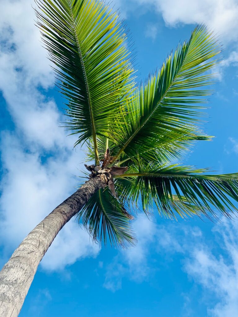 pexels photo 27053635