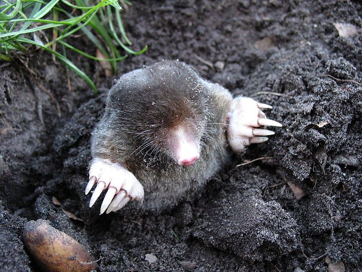 mole nature animals molehills preview1442448816656316564