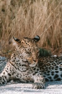cheetah laying with its eyes shut in the wild