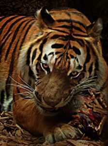 brown and black tiger