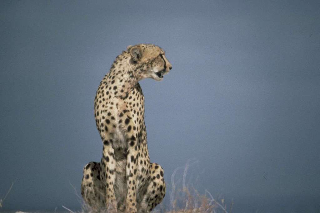 cheetah african predator mammal animal acinonyx jubatus 48cbcc 10243923308610862410898