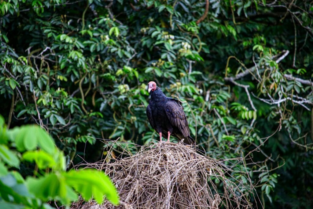 pexels photo 32653034 2