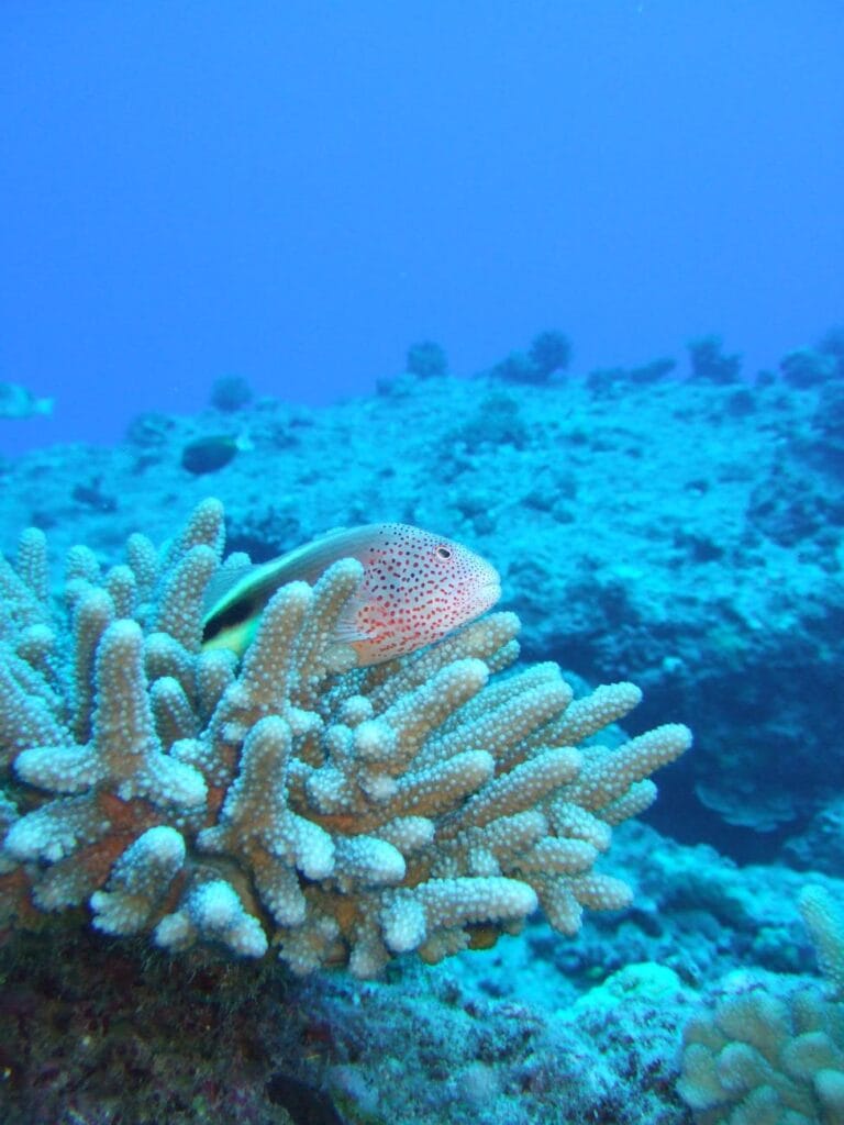 pexels photo 33042368