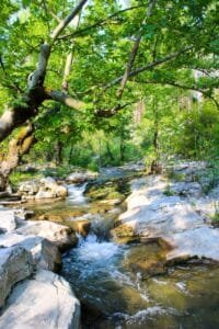 peaceful forest stream with lush greenery