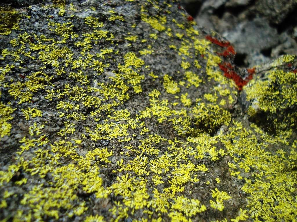 yellow lichen covers a rock b4aaf9 10246555578053409437074