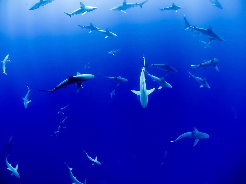 ADB Highlights Urgent Threats to Oceans as Climate Pressures Intensify 1