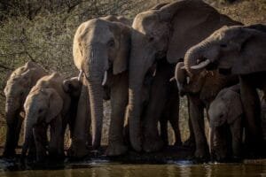 elephant-africa-wildlife-2d2f81-10248629871782568152402