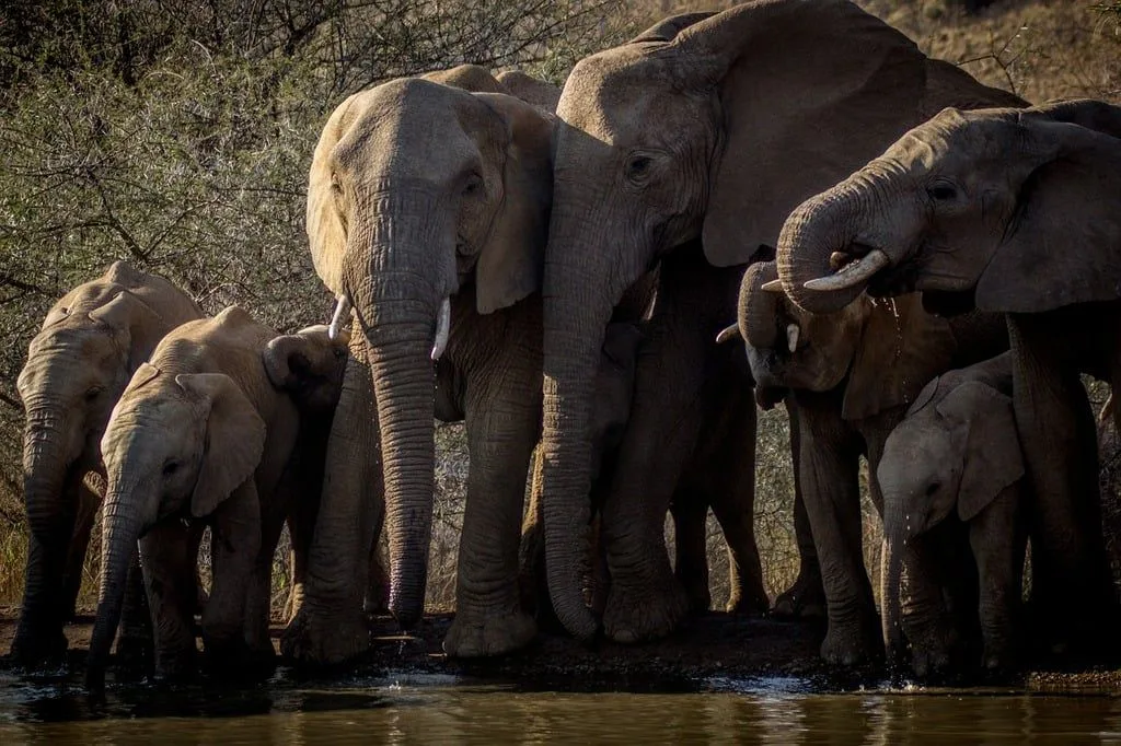 elephant-africa-wildlife-2d2f81-10248629871782568152402