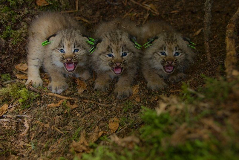 International Lynx Day 2026: Celebrating the Silent Guardian of the Forest 1